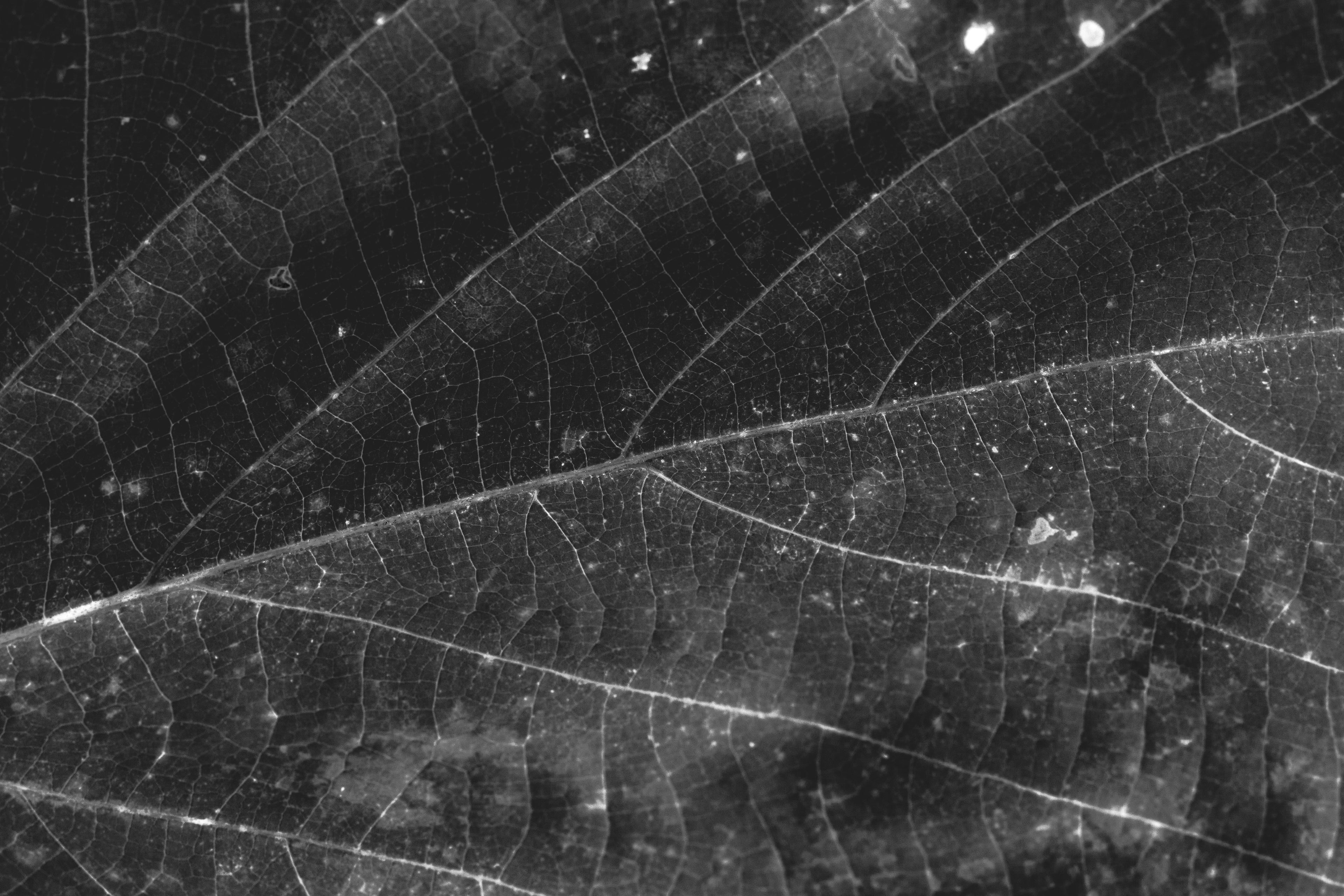 Alta/Nova Magazine – Chapter 0 (Limited Edition)